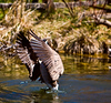 Light-Master > MK Nature Center - Boise photo
