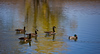 Light-Master > MK Nature Center - Boise photo