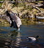 Light-Master > MK Nature Center - Boise photo