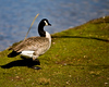 MK Nature Center - Boise : The MK Nature Center is in the heart of Boise and features many plants, ponds, fish, birds, and walking paths.