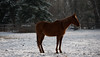 Winter Scenes : 